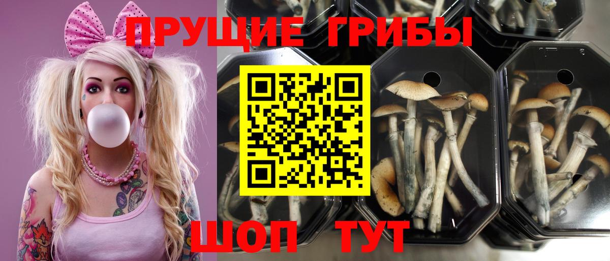 Галлюциногенные грибы ЛСД  Вход с VPN  Тула 
